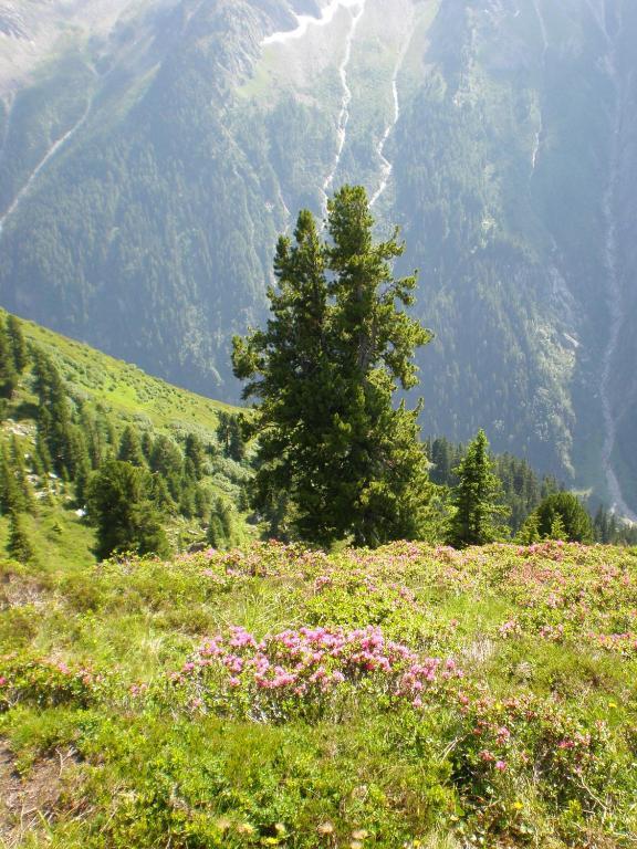 Villa Amsel Mayrhofen Luaran gambar